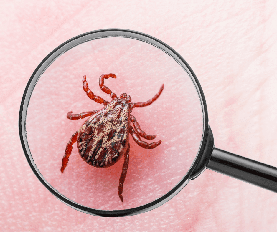 Lyme Een teek te zien door een vergrootglas