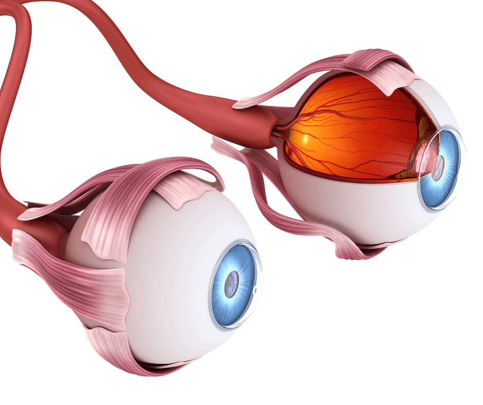 anatomie van het oog